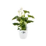 brussels rund rollen 40cm weiss